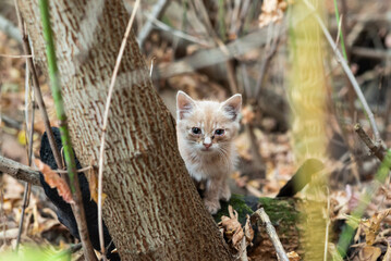 Scared stray kitten peeking out from behind a tree in an abandoned area. A small kitten hides...