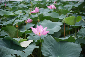 Scenic Lotus Pond with Pink Blooms and Dense Green Foliage