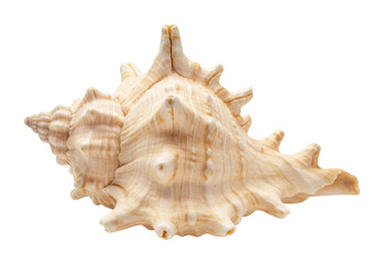 Obraz premium Spiny sea shell with distinctive patterns and textures. Cut out PNG