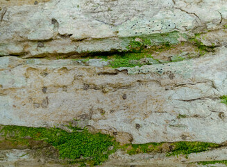 Mossy tree bark texture background