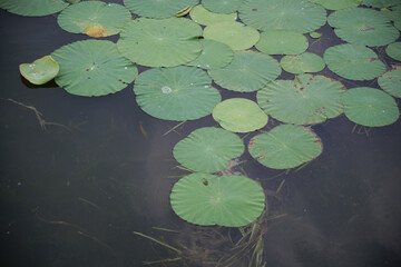 Green Lotus Leaves Floating on Dark Calm Water