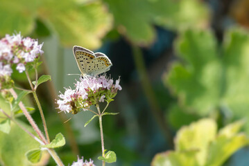 Male sooty copper butterfly (Lycaena tityrus) sitting on light pink flower in Zurich, Switzerland