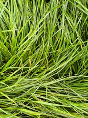 Fresh green grass with water droplets. Natural eco background, perfect for spring, nature, wellness, organic design, gardening, or healthy lifestyle themes.