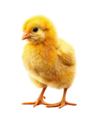 Obraz premium Cute yellow chick, front view