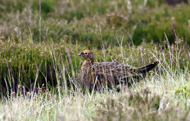 Lagopède d'Écosse,Lagopus scotica, Red Grouse