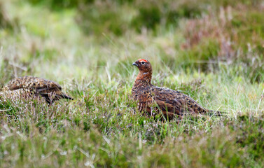 Lagopède d'Écosse,Lagopus scotica, Red Grouse