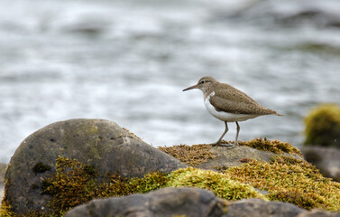 Chevalier guignette,Actitis hypoleucos, Common Sandpiper