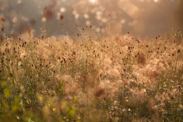 Letnia łąka o poranku w ciepłych odcieniach, z kwiatami krwiściągu w rosie, tło natury. © Elżbieta Kaps