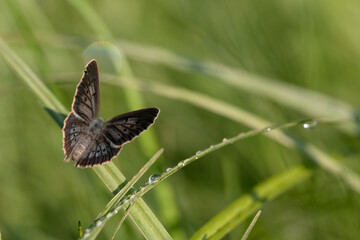 Motyl modraszek telejus na łące. 