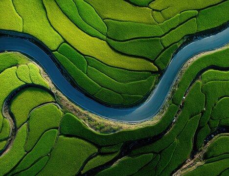 Aerial view of terraced rice paddies. Winding road meanders through vibrant green fields