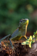Bright green anole lizard with red dewlap perched on tree log ,Garden lizard, A Lizard Sunbathing on Rocks 