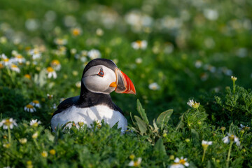 Puffin resting in grass during golden hour early morning sunlight with nictitating membrane over...