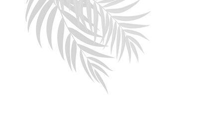 Realistic shadow overlay effect. Natural palm leaf shadows isolated on transparent background. Tropical coconut branch shade, foliage silhouette decoration. Design element for summer spring projects