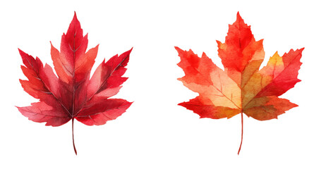 Red maple leaves watercolor clipart