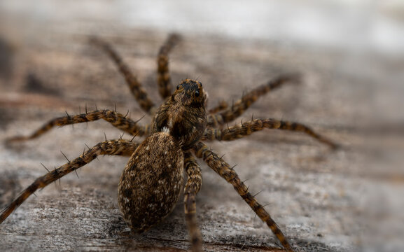 Pardosa Milvina. Close-up of spider on wooden surface in macro photography
