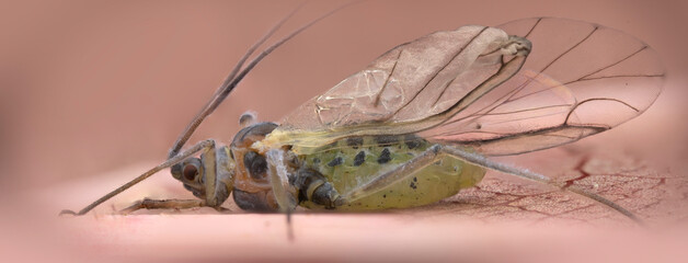 Close-up of aphid with wings on leaf in macro photography
