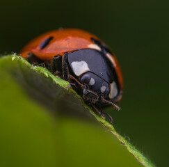 Ladybug on leaf. Close-up of a ladybug on a green leaf, showcasing bright colors and intricate...