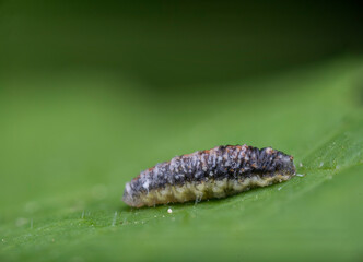 Close-up of a caterpillar on a green leaf, displaying its unique body structure. Macro shot
