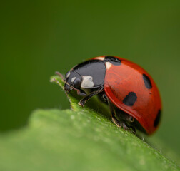 Close-up of a ladybug on a green leaf, showcasing vibrant colors and detailed features. Macro shot 

