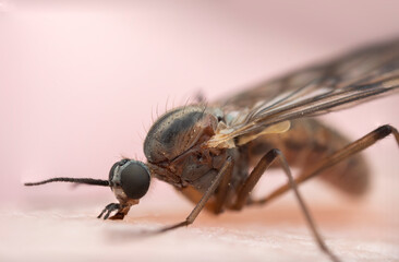 Close-up of a small fly on a light pink surface, showcasing detailed anatomy and features. Macro shot

