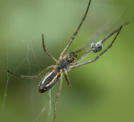 Leucauge. Close-up of a spider in its web, highlighting intricate details and fine patterns

