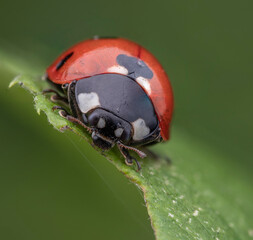Close-up of a ladybug on a green leaf, showcasing its vibrant colors and detailed features. Macro...
