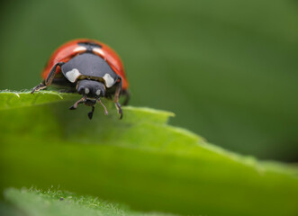 Close-up of a ladybug on a green leaf, highlighting its vibrant colors and detailed anatomy
