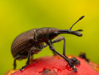 Otiorhynchus. Macro shot. Close-up of a weevil on a red fruit, showcasing intricate details and...