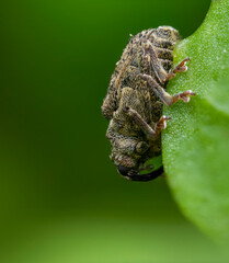 Close-up of a weevil on a green leaf, highlighting its textured features and detailed anatomy
