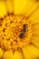 Bee on yellow flower. Close-up of a bee collecting nectar from a vibrant yellow flower. 
