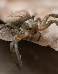 Krabbeedderkopper. Close-up of a spider on a leaf, showcasing its detailed anatomy and textures

