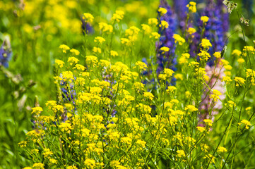 blue and yellow meadow flowers in summer on the meadow