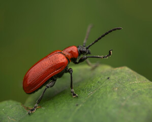 Red Lily Beetle (Lilioceris lilii). Close-up of red beetle on green leaf in macro photography

