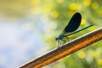 Close up of a blue dragonfly or damselfly resting on a branch in the sun with blurred background of water and yellow flowers