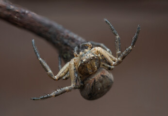 Close-up of spider on twig in macro photography

