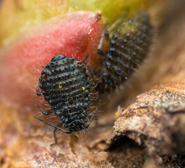 Close-up of black aphids on a plant stem showcasing intricate details and textures
