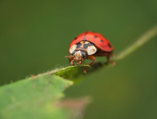 Red ladybug with black spots on a green leaf against a blurred background
