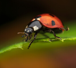 Fototapeta premium Ladybug with black spots perched on a green leaf against a softly blurred background 