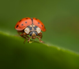 Close-up of a red ladybug with black spots on a green leaf against a blurred background
