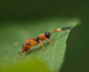 Aptesis  standing on a green leaf with a soft blurred background
