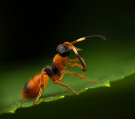Close-up of an Aptesis perched on the edge of a green leaf with a blurred dark background
