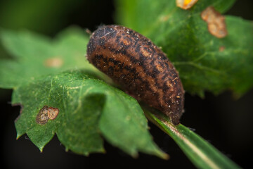Macro shot of a dark brown caterpillar on a green leaf with textured surface
