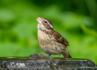 Female Rose-breasted Grosbeak