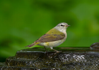 Tennessee Warbler