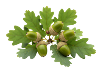 Cluster of green acorns with oak leaves. Cut out PNG