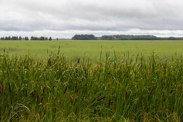 green field and blue sky