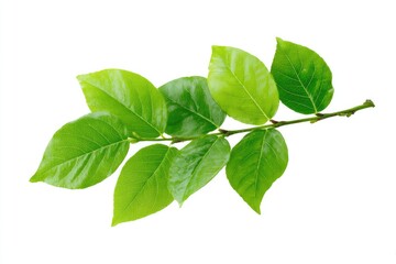 Vibrant green sprig with five glossy leaves and a slender brown stem, isolated on a stark white background