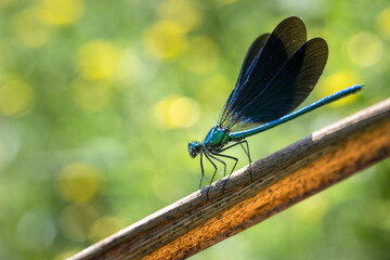 Close up of a blue dragonfly or damselfly resting on a branch in the sun with blurred background of yellow flowers