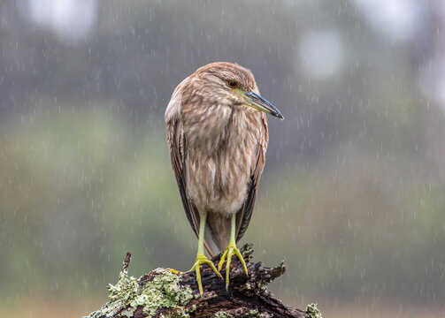Immature Black-crowned Night Heron