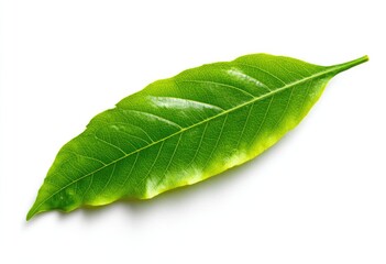 Fototapeta premium Single vibrant green leaf, ovate with prominent central vein and slightly serrated edges, isolated on white background, showing subtle light reflection